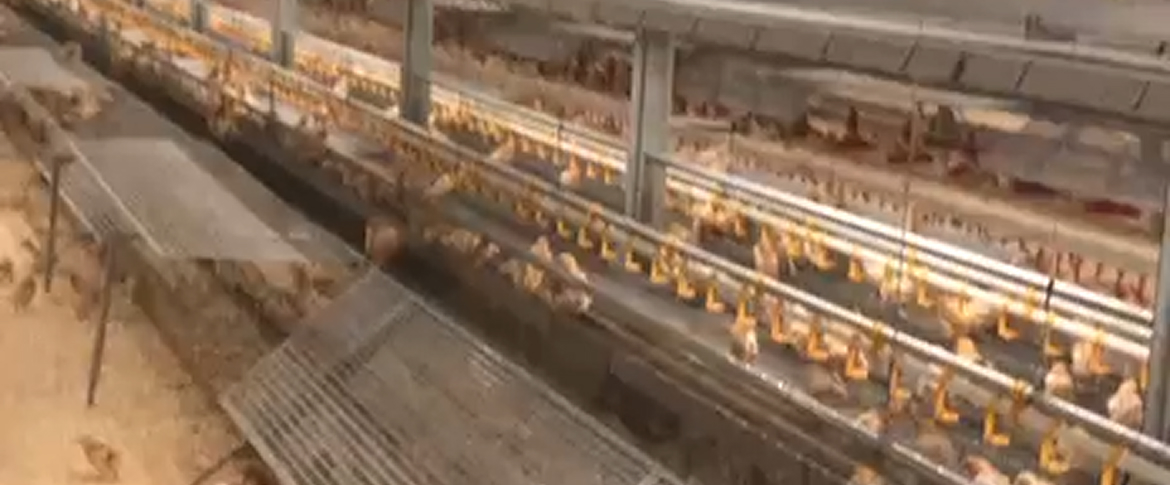 lawson poultry video