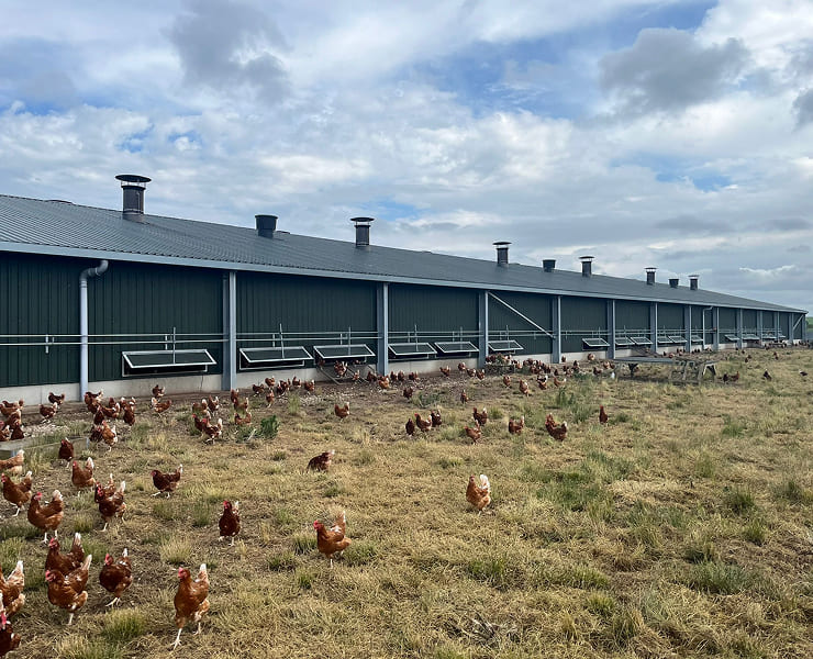 poultry-farm