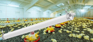 poultry house lighting