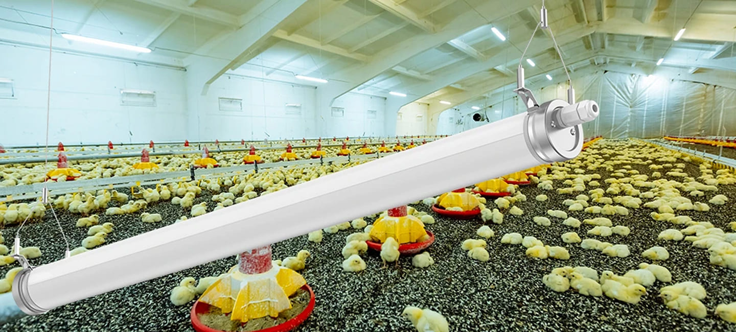 poultry house lighting