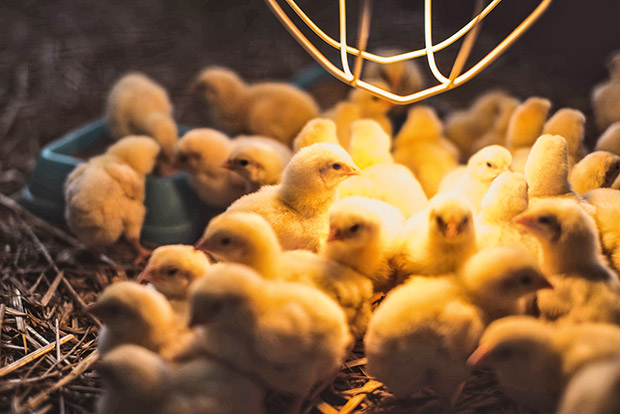 poultry house lighting